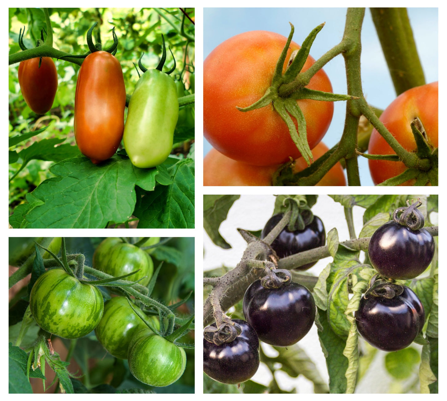 Tomatensamen-Set "Buntes Tomaten-Quartett"