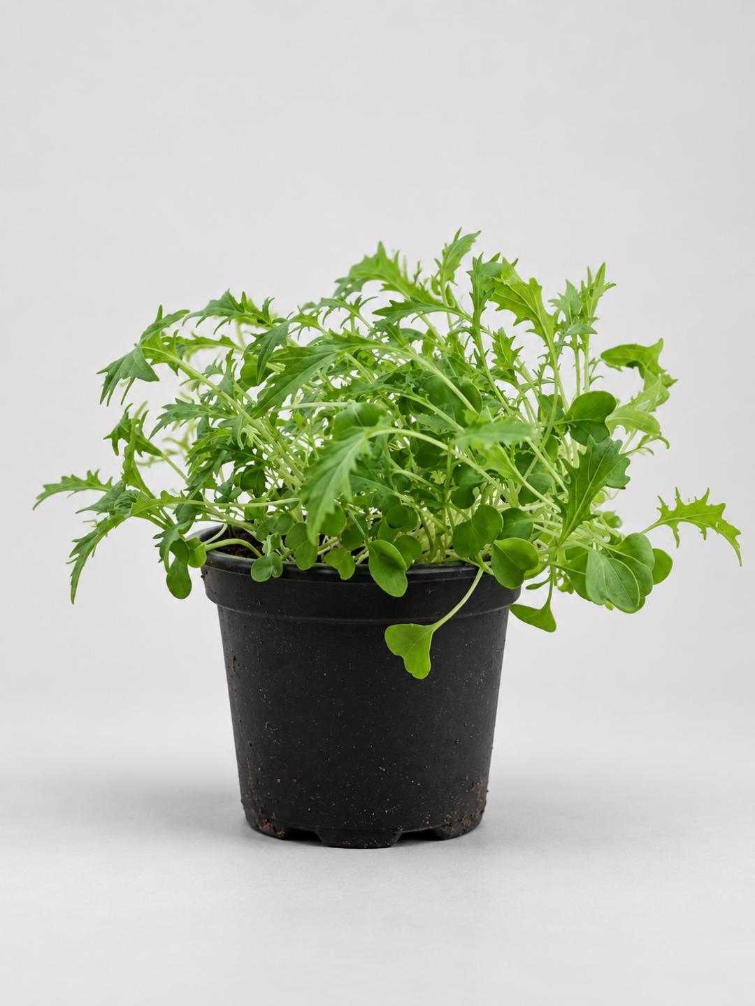 Mizuna Asia-Salat – für ca. 5 m²