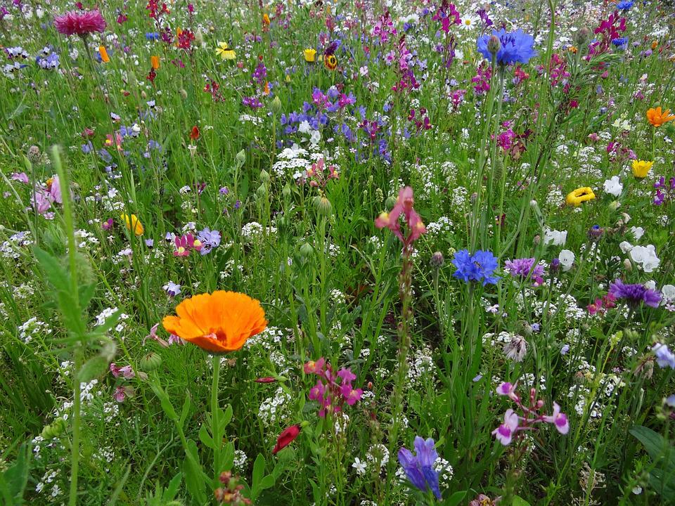 "Urban Wildblumen" - Saatgut für Wilde Ecken 5 qm