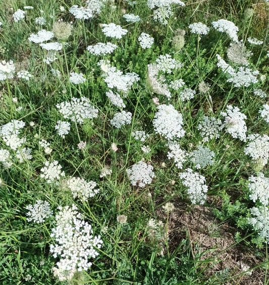 1000 Samen Wilde Möhre * Daucus carota