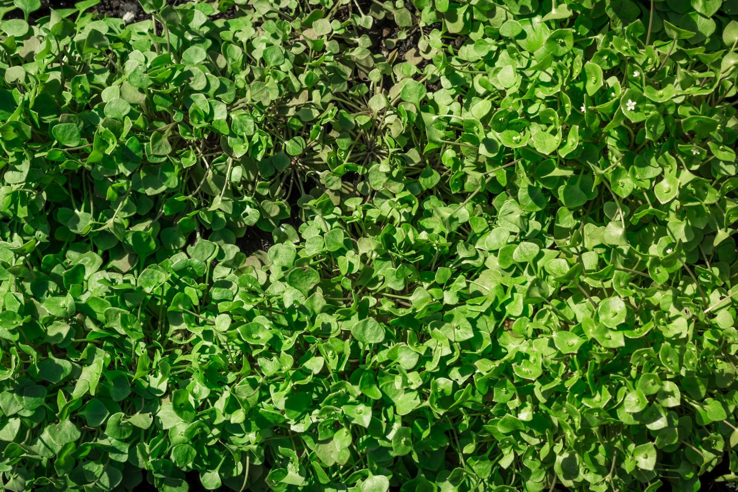 1500 Samen Winterpostelein Samen * Claytonia perfoliata *