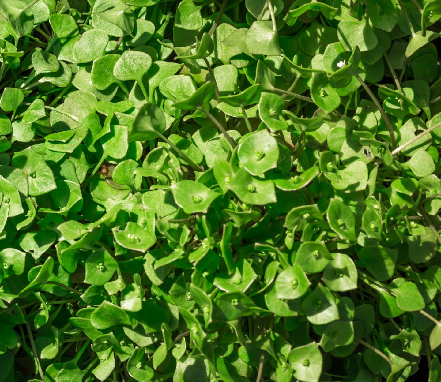 1500 Samen Winterpostelein Samen * Claytonia perfoliata *