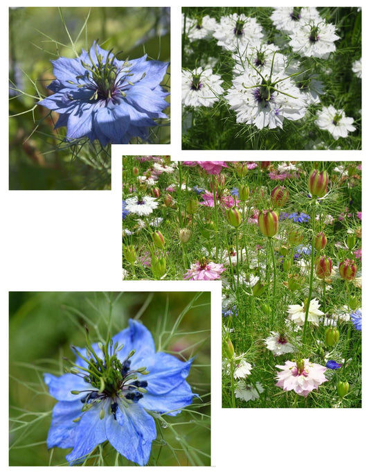 Blumensamen Set "Drei Nigella Sorten"