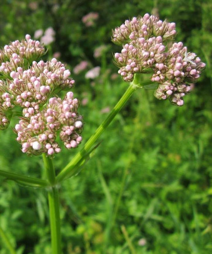 300 Samen Echter Baldrian Valeriana officinalis - winterhart, Teepflanze, Heilpflanze