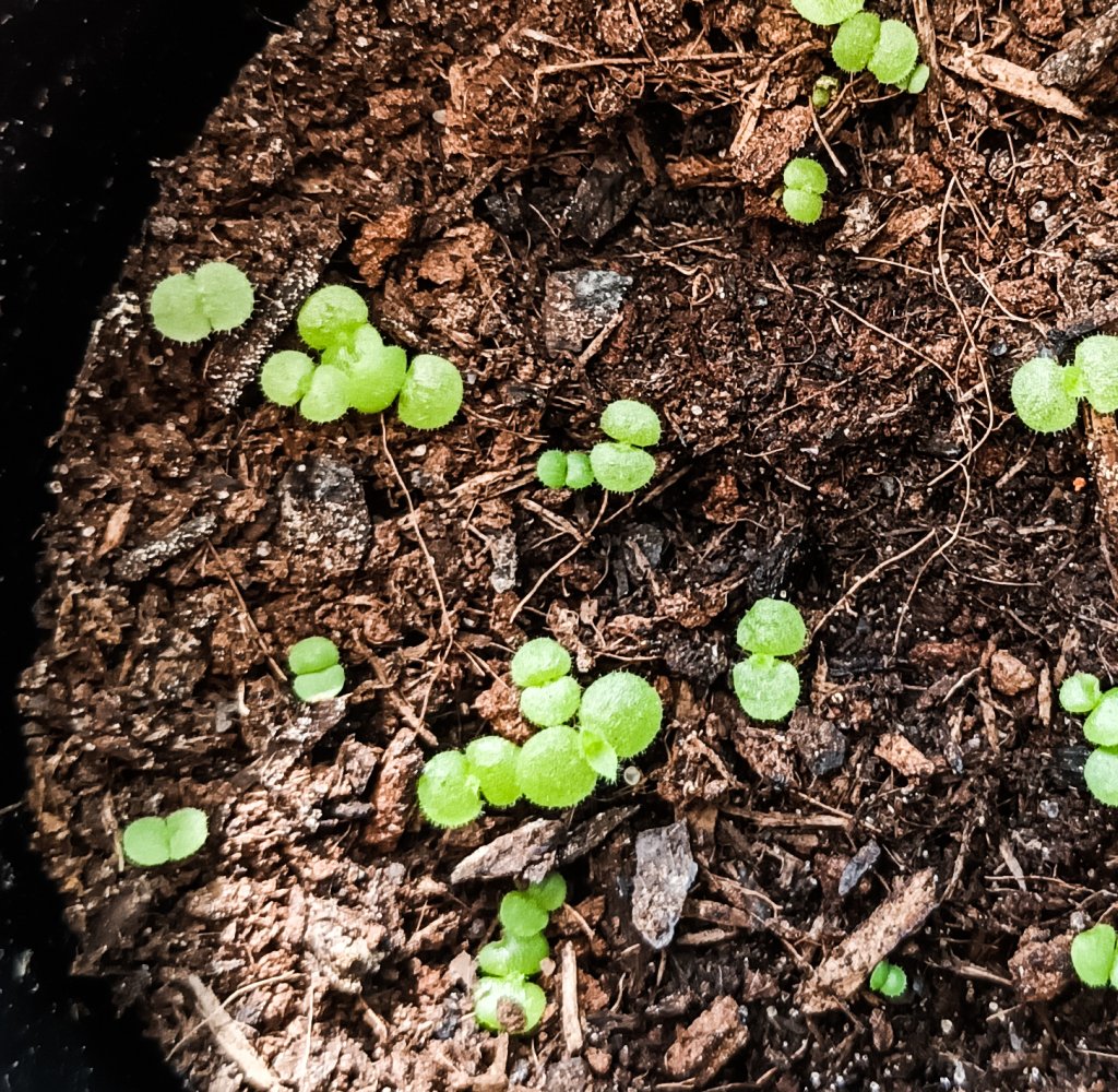 1000 Samen Hauswurz Sempervivum hybridum Dachwurz Mischung