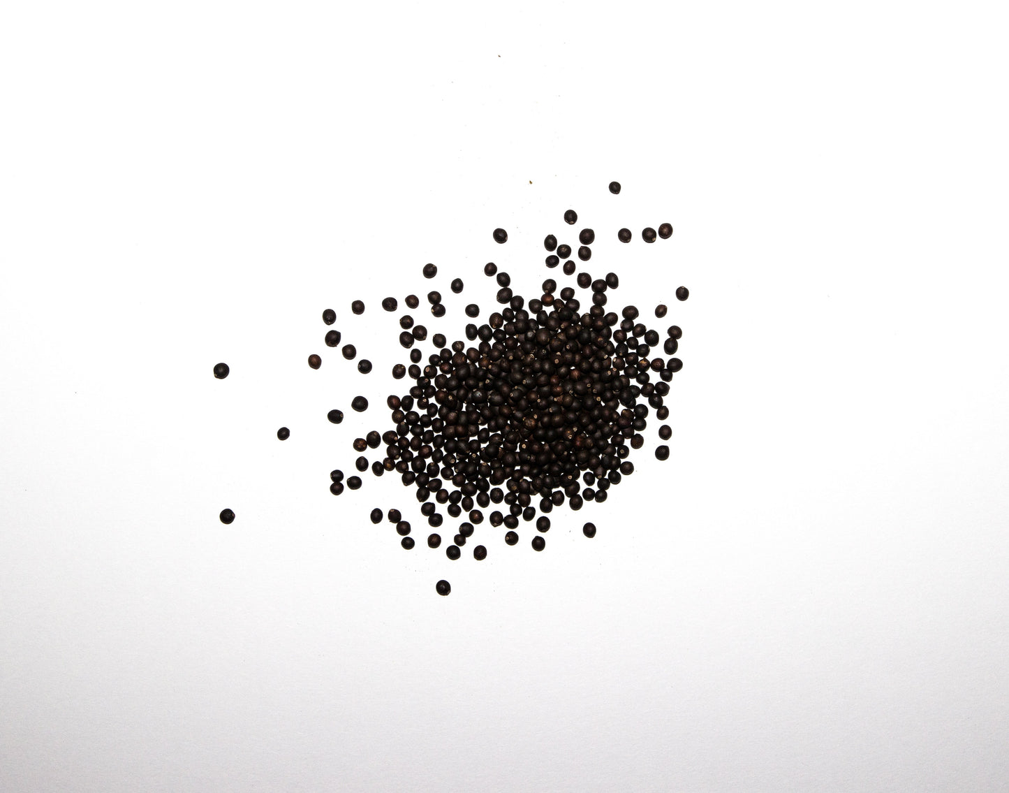 200 Samen Echter Salbei Salvia officinalis - Gewürzpflanze