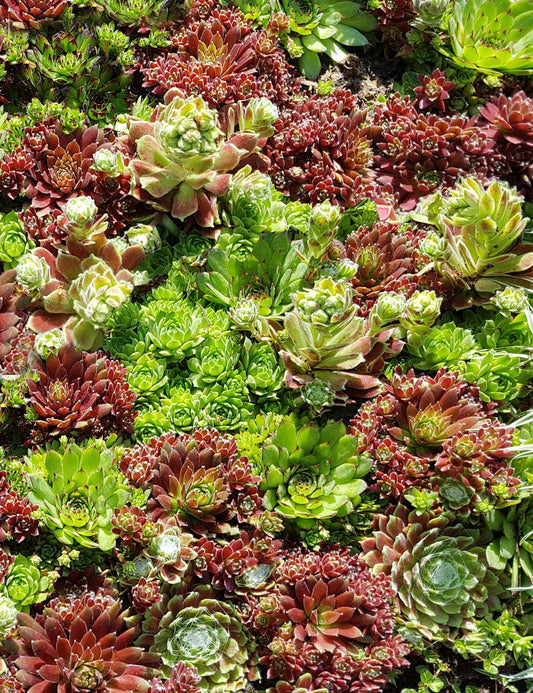 1000 Samen Sempervivum tectorum Hauswurz Dachwurz
