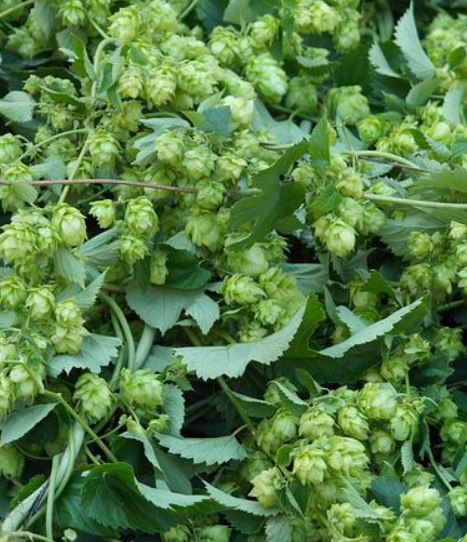 300 Samen Echter Hopfen Humulus lupulus - mehrjährig Fassadenbegrünung, essbar