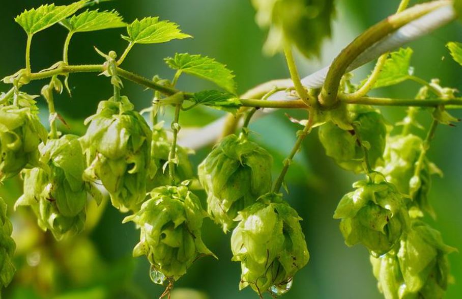 Klostergarten Kräuterset - 7 Heil- und Kräuterpflanzen Samen Set