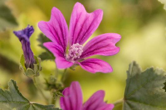 2000 Samen Wilde Malve Großpackung Malva sylvestris Käsepappel