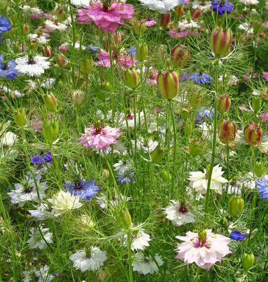 500 Samen Weiße und rosa Jungfer im Grünen * Nigella damascena "Mulberry Rose"