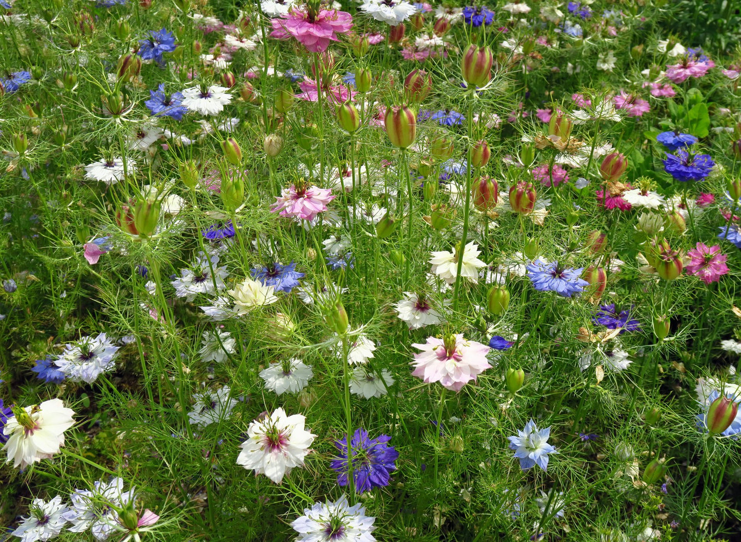 500 Samen Weiße und rosa Jungfer im Grünen * Nigella damascena "Mulberry Rose"