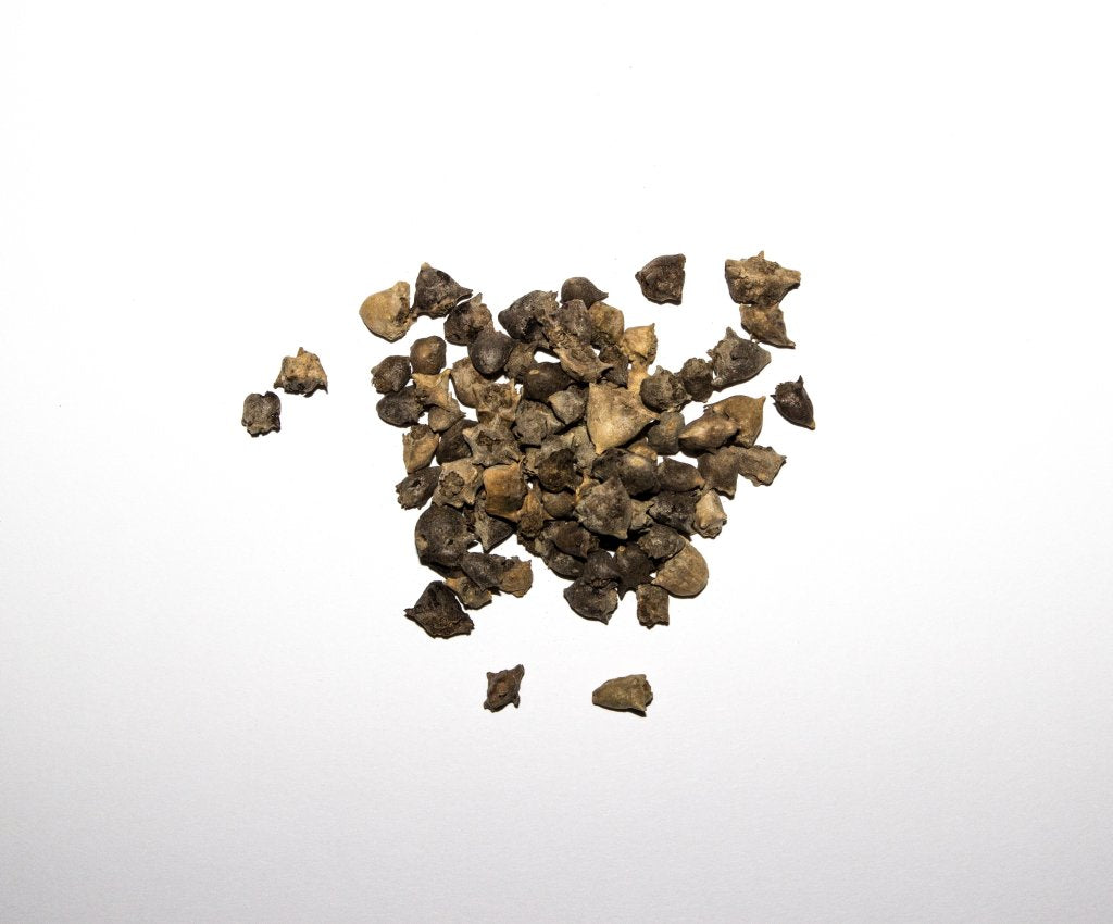 Neuseeländer Spinat Samen Tetragonia tetragonioides