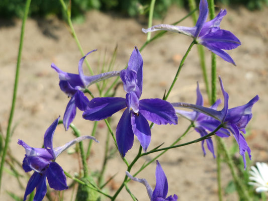 400 Samen Acker-Rittersporn Consolida regalis - Rittersporn Wildform