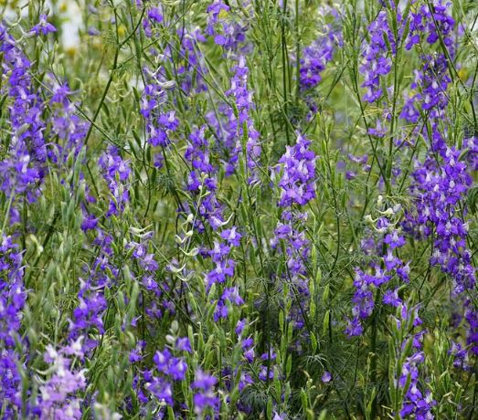 400 Samen Acker-Rittersporn Consolida regalis - Rittersporn Wildform