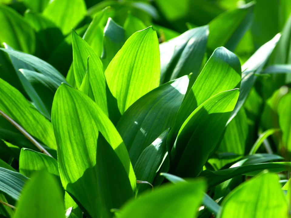 120 Samen Bärlauch Allium ursinum - Waldknoblauch mehrjährig winterhart