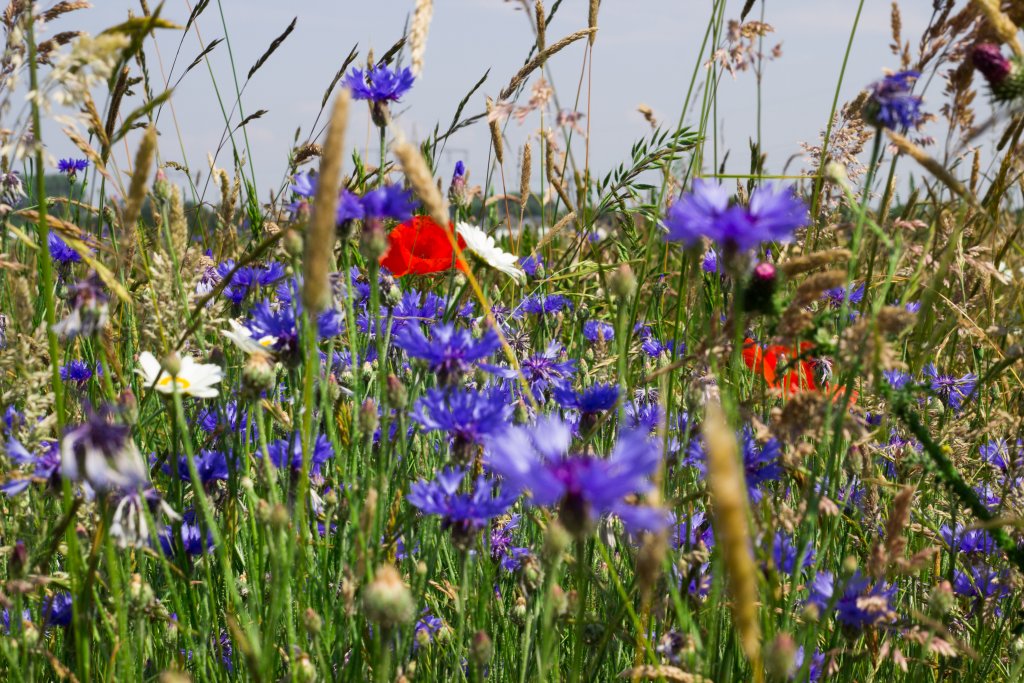2000 Samen Blaue Kornblume Centaurea cyanus Kornblumenwiese