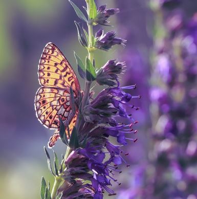 Klostergarten Kräuterset - 7 Heil- und Kräuterpflanzen Samen Set
