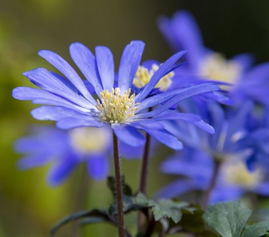 1000 Samen Blaues Gänseblümchen Brachyscome iberidifolia