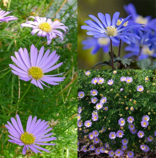 1000 Samen Blaues Gänseblümchen Brachyscome iberidifolia