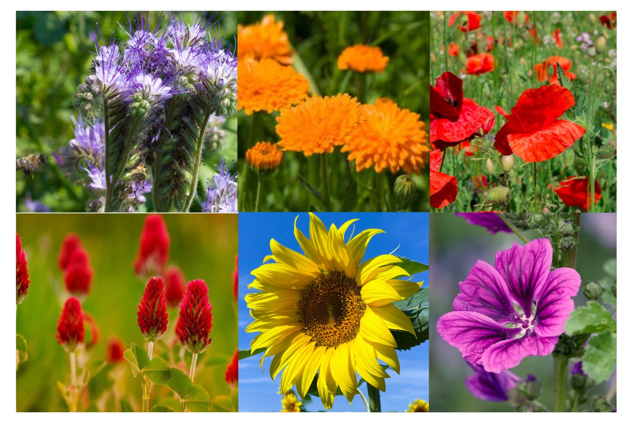 Einjährige Blühmischung für Bienenweiden
