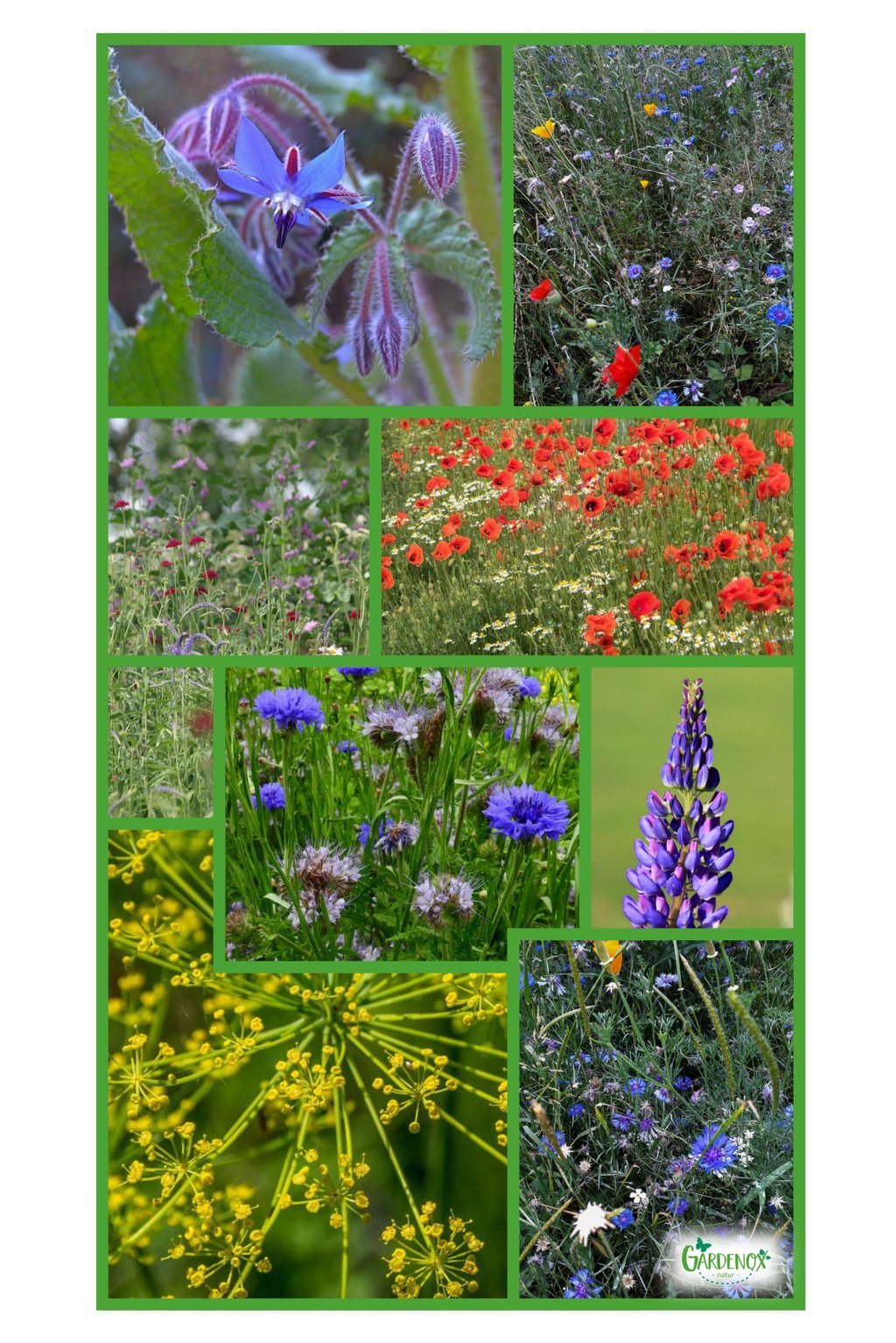 Einfache Blühstreifen Schmetterlings- und Bienenweide 150g Blumenwiese
