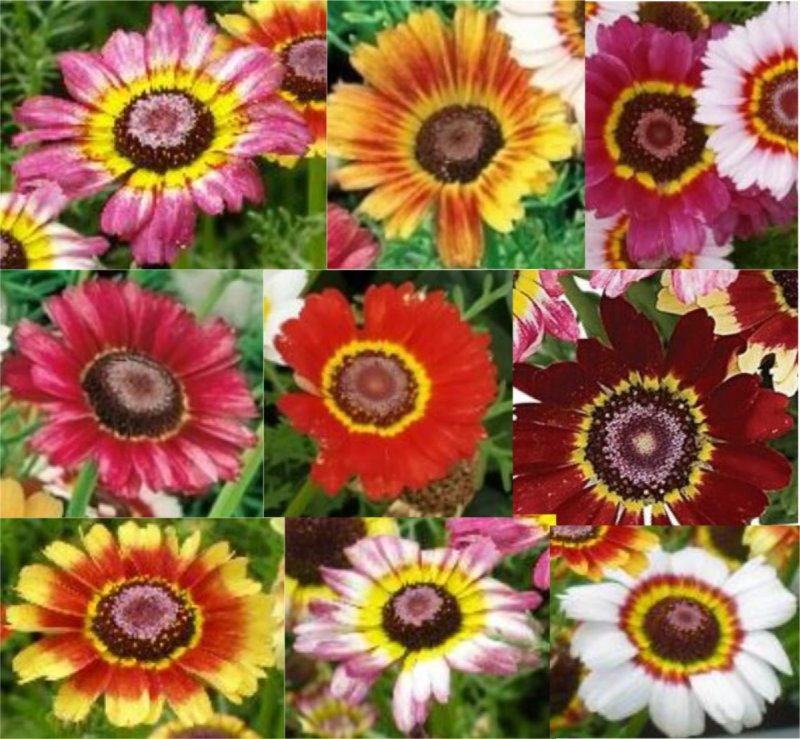 600 Samen Chrysanthemum carinatum - Bunte Sommermargerite Mischung
