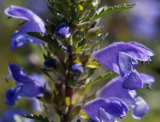 400 Samen Drachenkopf Dracocephalum moldavicum - Moldawische Melisse