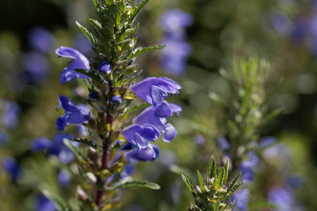 400 Samen Drachenkopf Dracocephalum moldavicum - Moldawische Melisse
