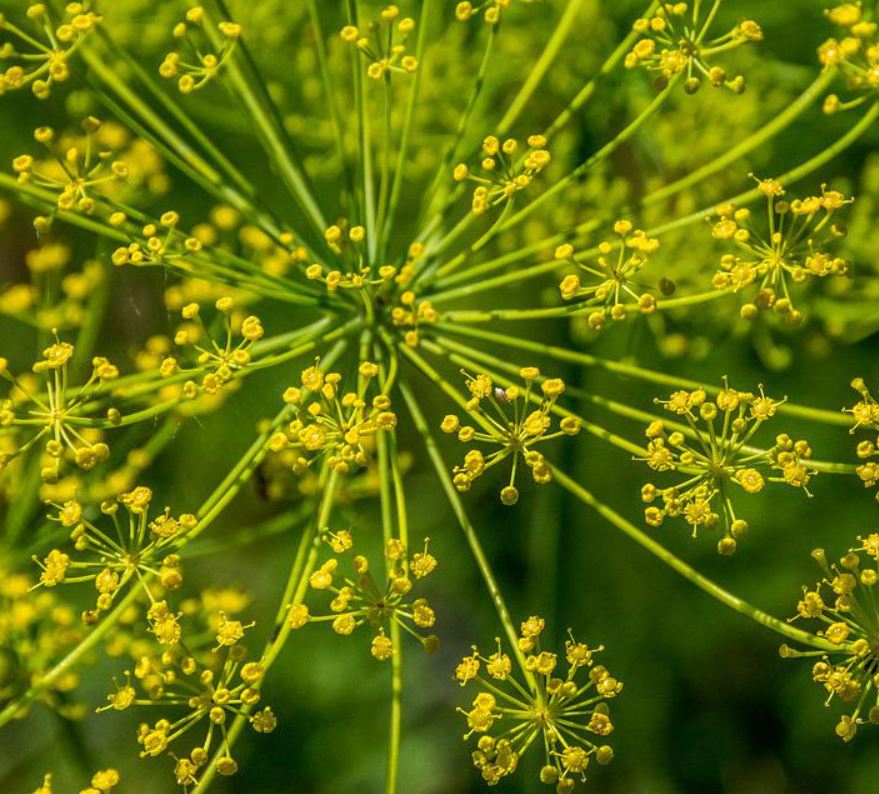 Lecker Kräutertee - Samenset