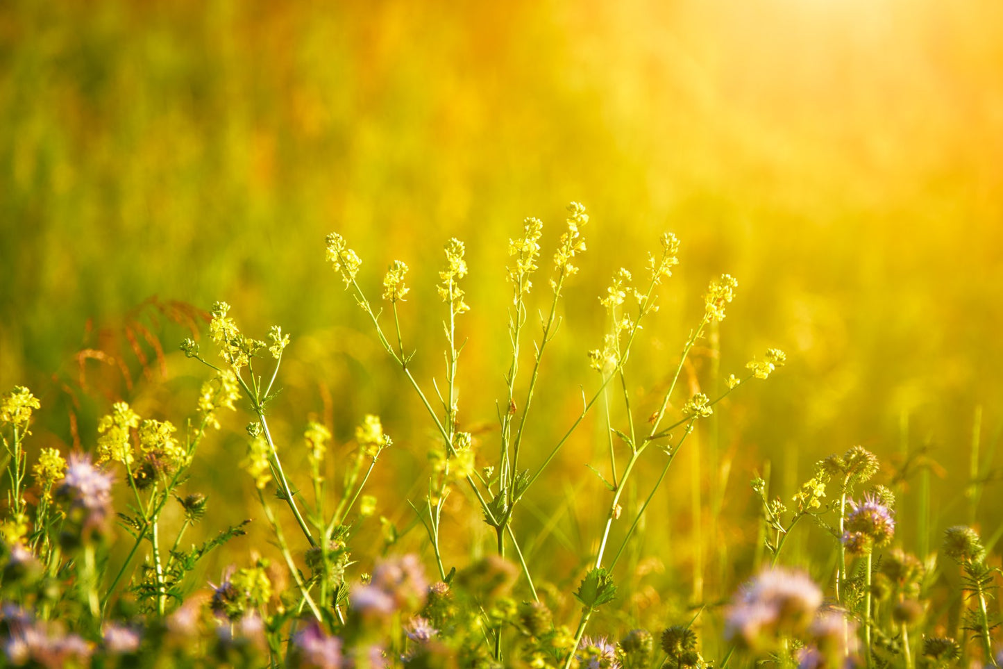 250 Samen Winterkresse Barbarea verna / praecox - Barbarakraut