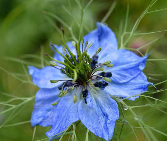 400 Samen Blaue Jungfer im Grünen Nigella damascena