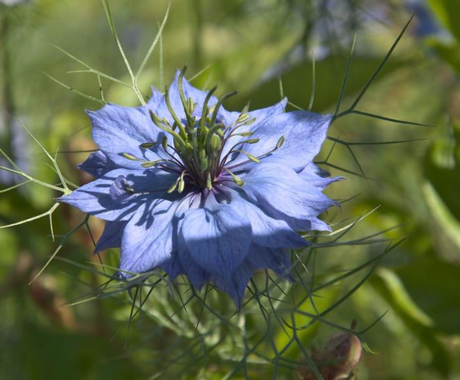 Blumensamen Set "Drei Nigella Sorten"