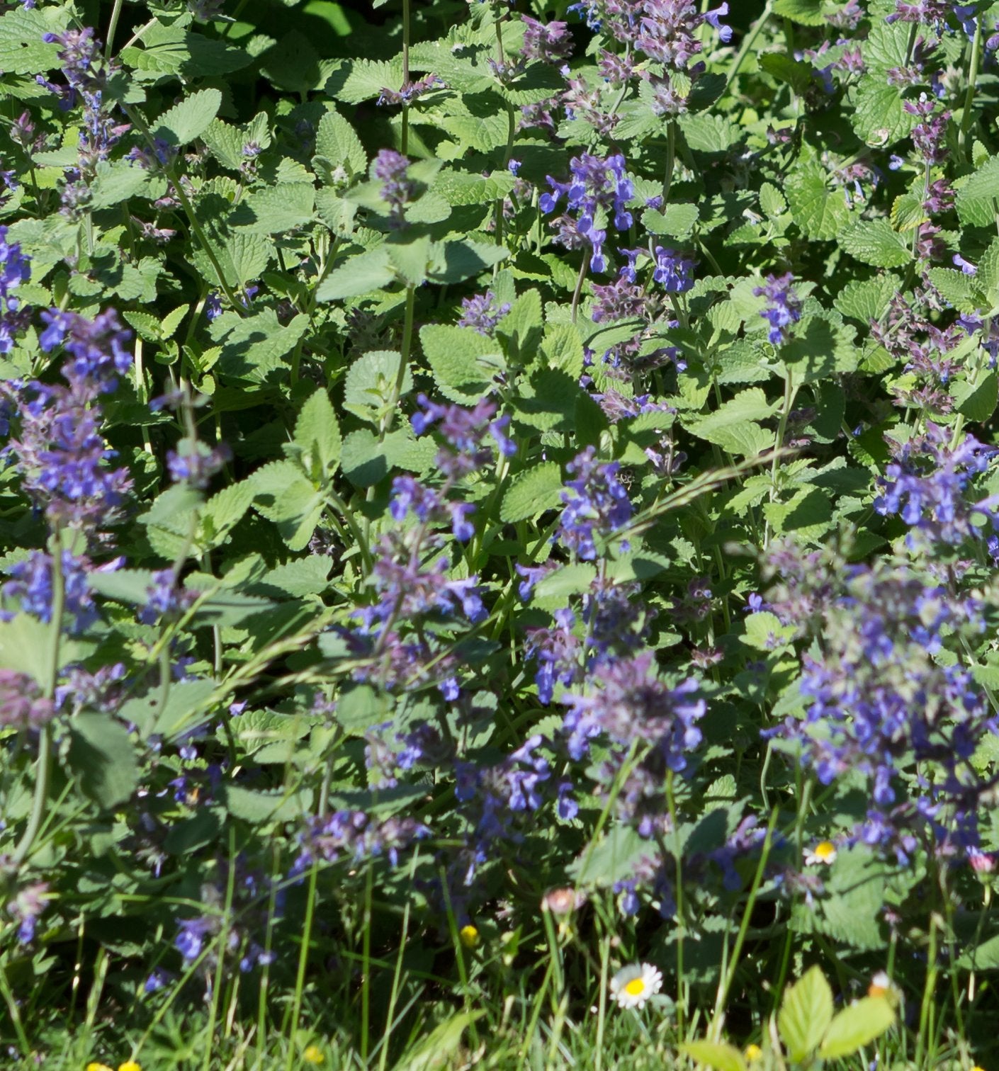 Schmetterlings-Zauber - Blumensamen Set mit 5 nektarreichen Blumensorten