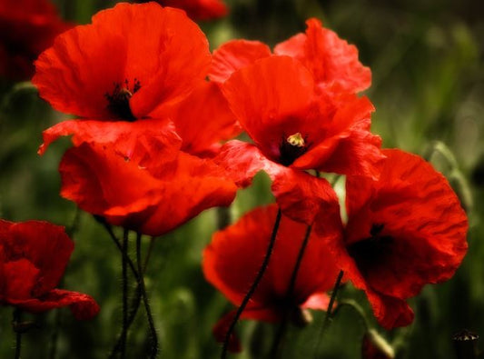 10000 Samen Klatschmohn Papaver rhoeas - Mohn Blume Blumenwiese Bienenwiese