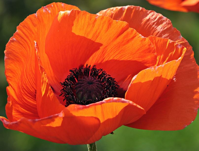 10000 Samen Klatschmohn Papaver rhoeas - Mohn Blume Blumenwiese Bienenwiese