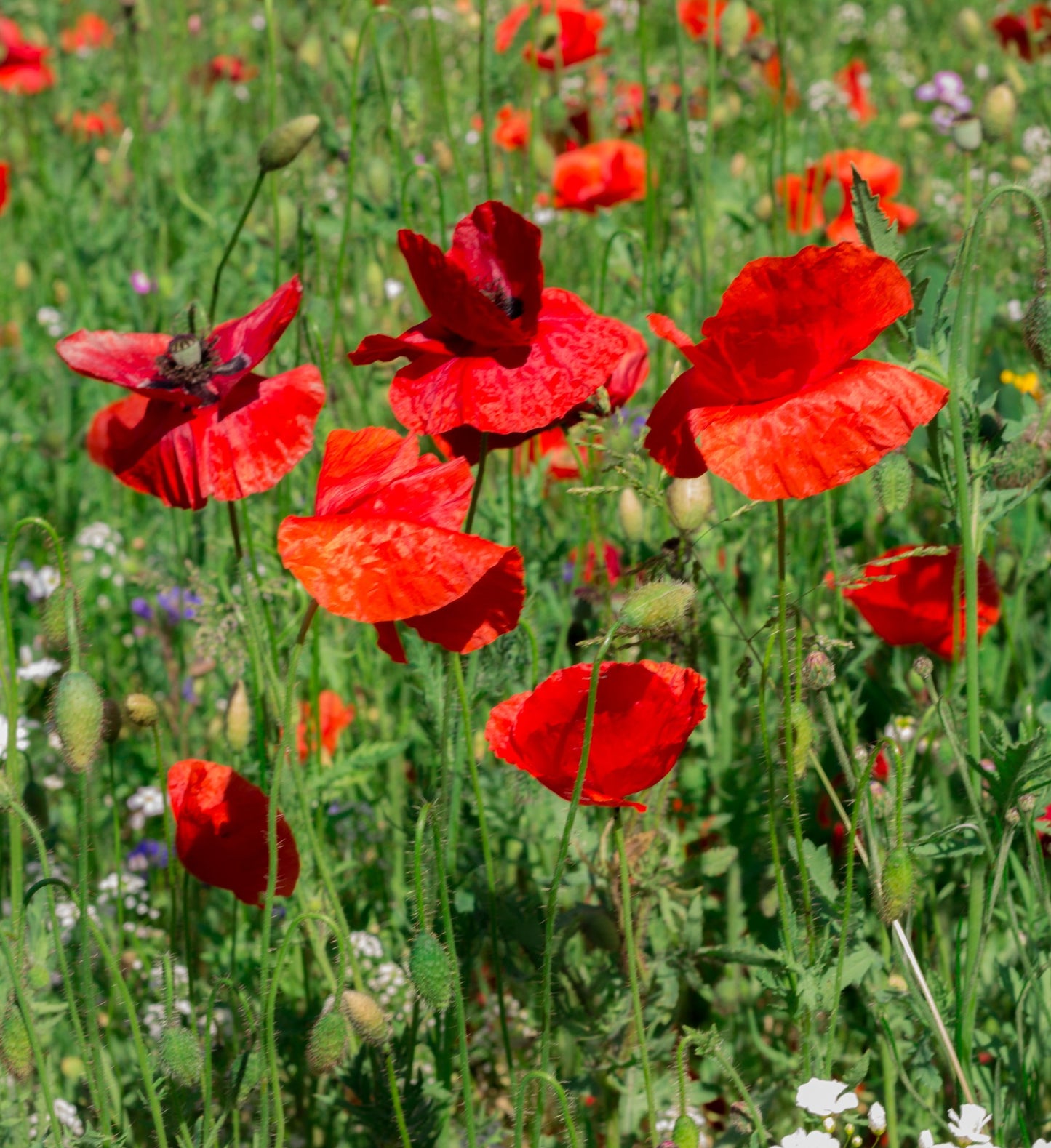 Blumensamenmischung "Wilde Blumen" - 6 Sorten Wildblumen