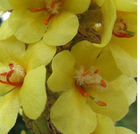 1000 Samen Arznei-Königskerze Verbascum densiflorum - Großblütige Form