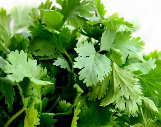 1000 Samen Koriander Coriandrum sativum - Arabische Petersilie