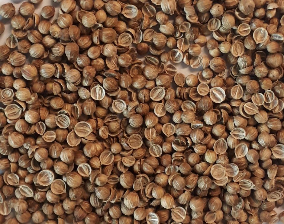 1000 Samen Koriander Coriandrum sativum - Arabische Petersilie