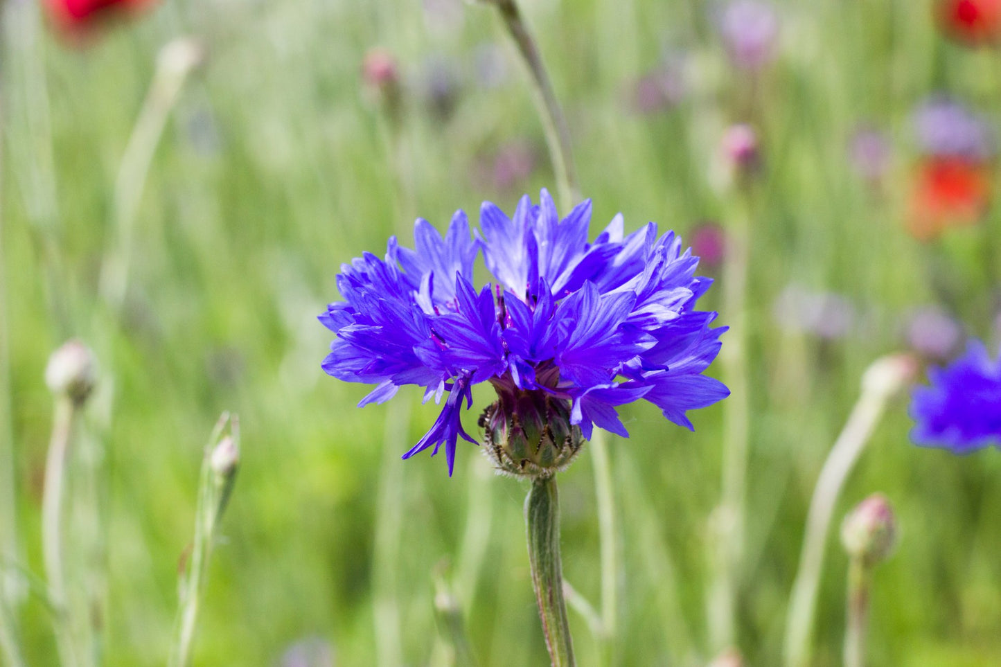 2000 Samen Blaue Kornblume Centaurea cyanus Kornblumenwiese