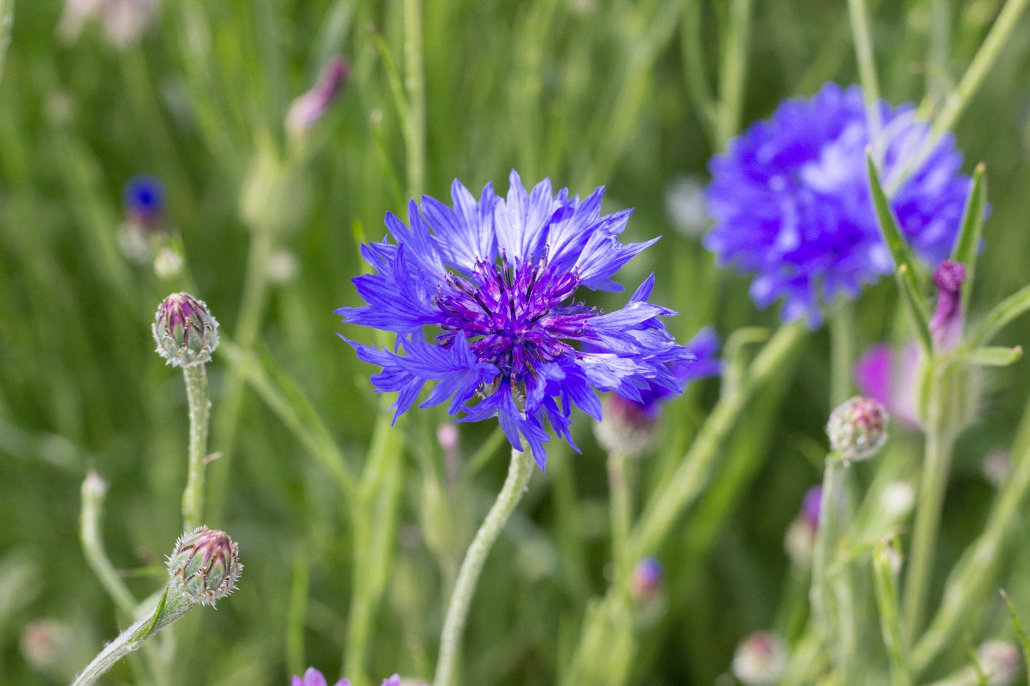 200 qm Blaue Kornblume Centaurea cyanus Großpackung