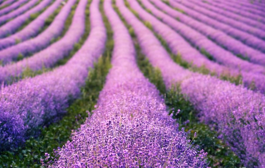 500 Samen ECHTER Lavendel Lavandula angustifolia Mill.