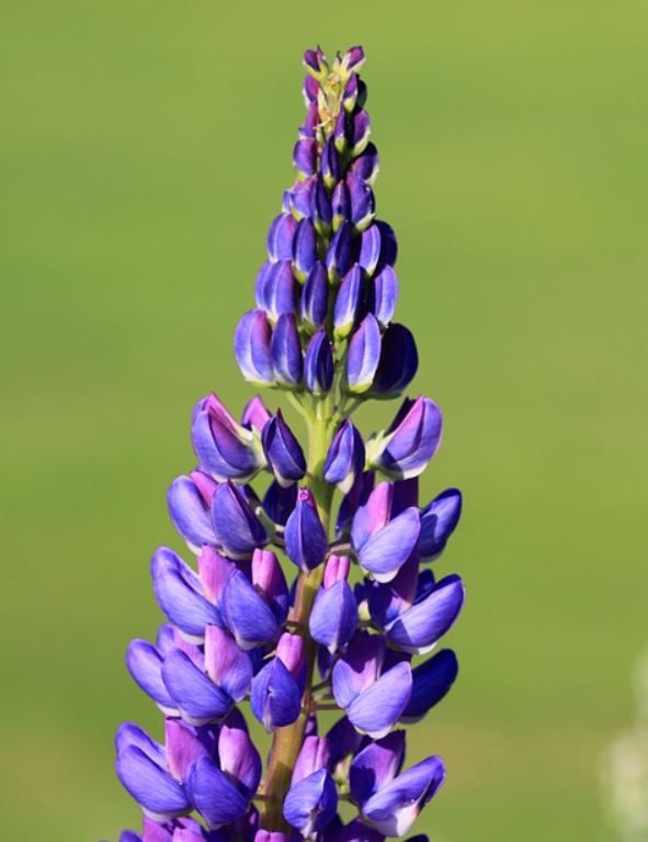 Einfache Blühstreifen Schmetterlings- und Bienenweide 150g Blumenwiese