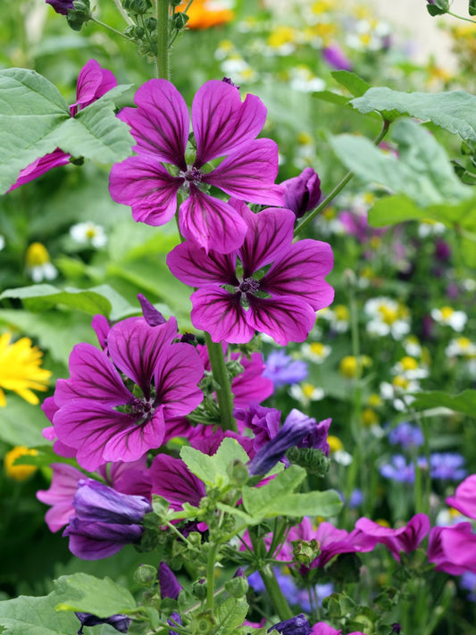 600 Samen Mauretanische Malve Malva sylvestris var. mauritiana
