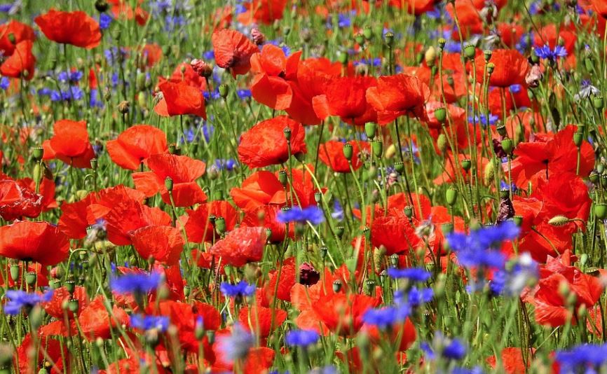 Bunte Wiese Mix Kornblume + Klatschmohn und Wiesenmargerite
