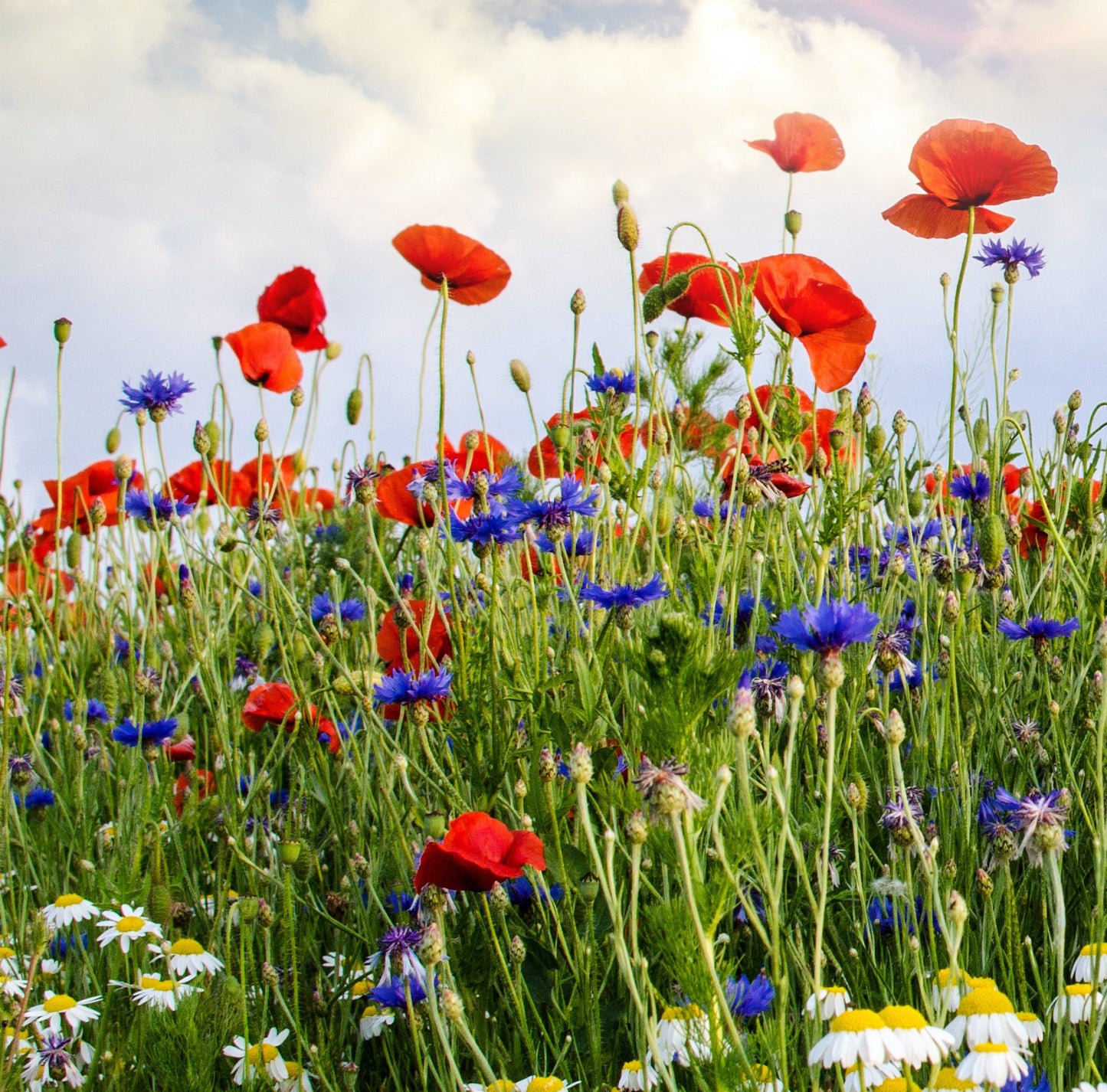 100 qm Samenmischung Kornblume + Klatschmohn