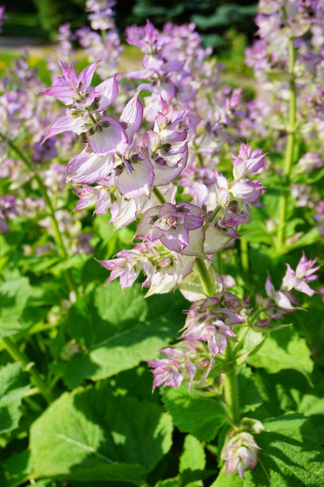 300 Samen Muskatellersalbei * Salvia sclarea *