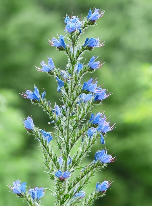 Blauer Natternkopf Samen Echium vulgare ab 400 Samen