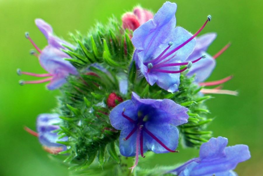 Blauer Natternkopf Samen Echium vulgare ab 400 Samen